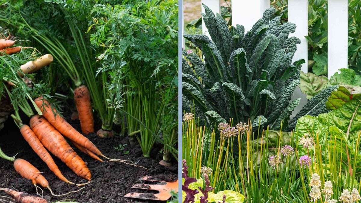 7 Fast-Growing Vegetables You Can Harvest in Weeks
