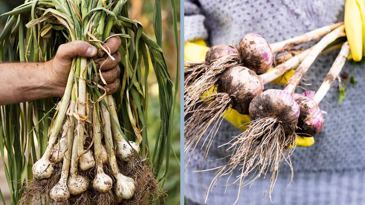 How to Plant Garlic in Your Kitchen Garden for Endless Supply