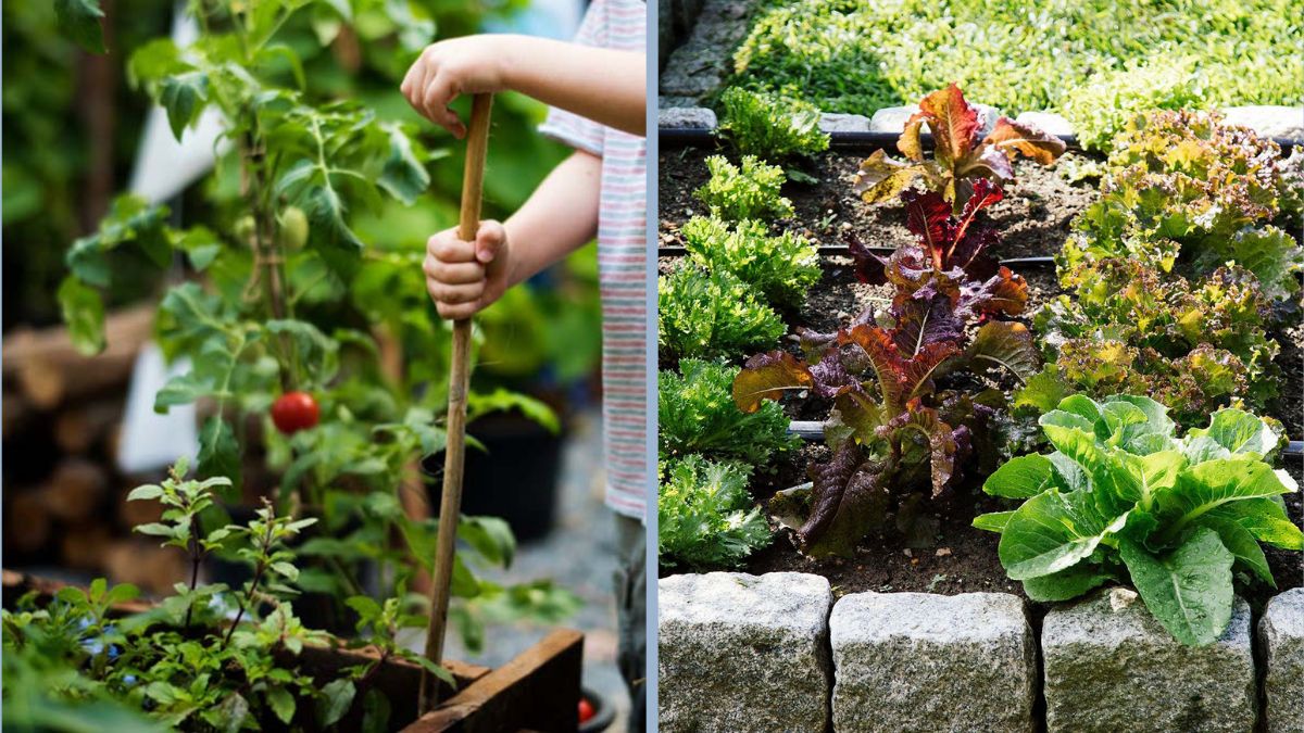 How to Grow Vegetables All Year in Your Kitchen Garden