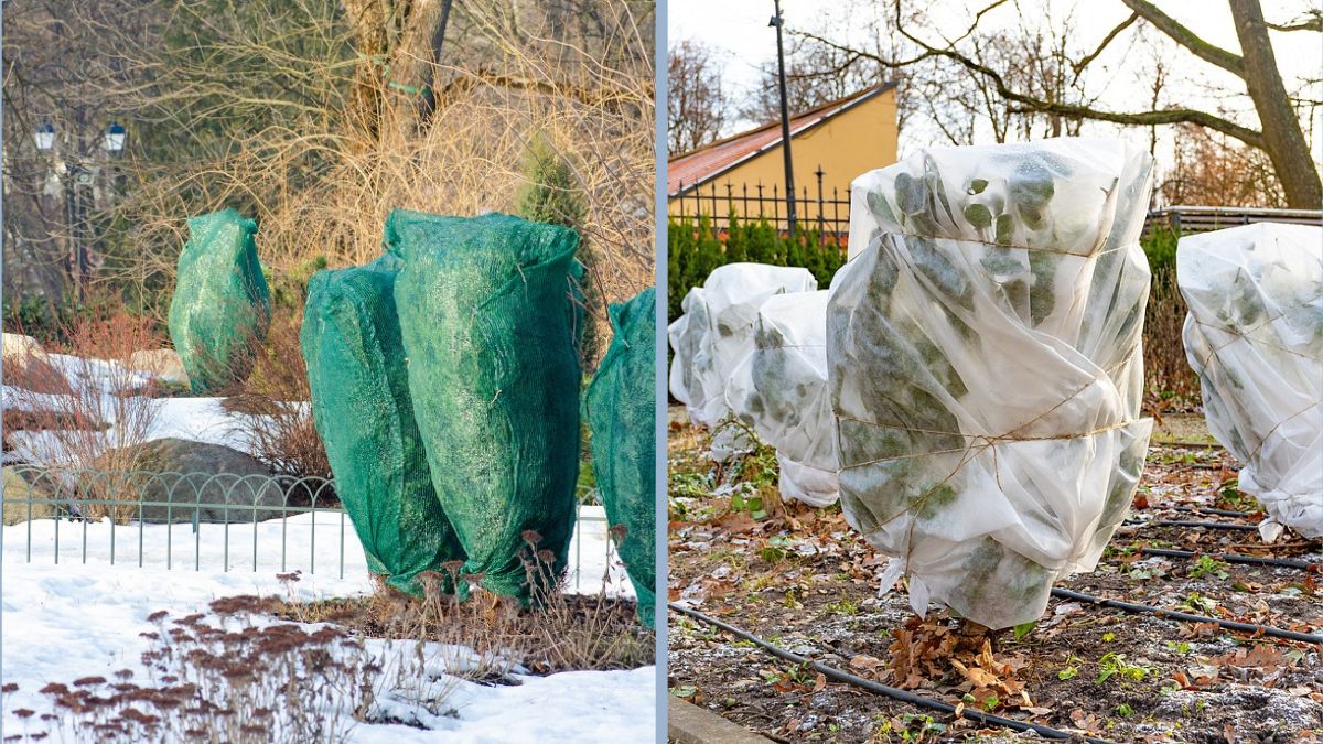 How to Protect Vegetables from Frost in Winter