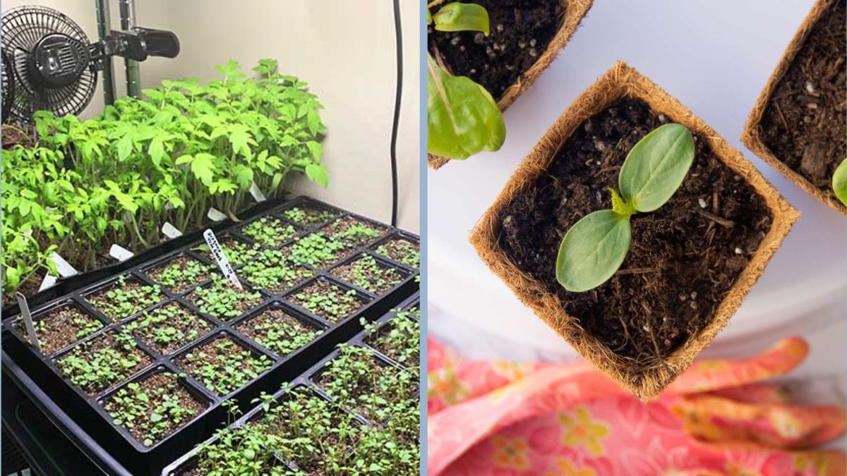 How to Start Spring Seeds Indoors for Early Harvest