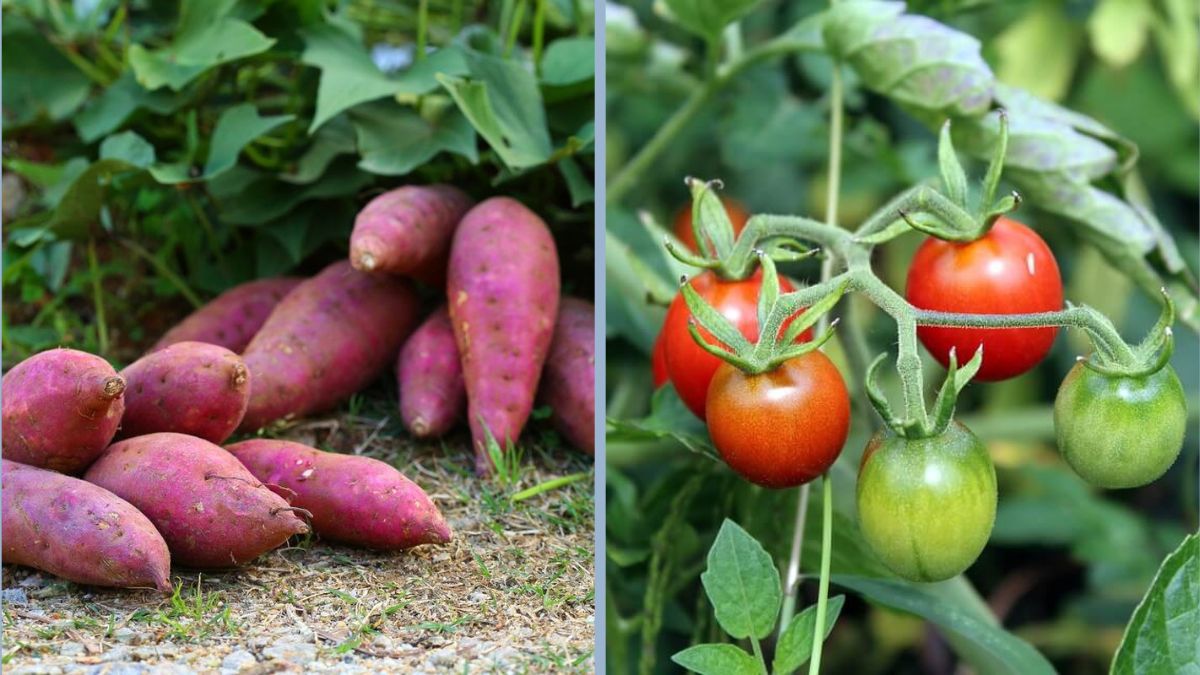 How to Grow Vegetables During Rainy Seasons