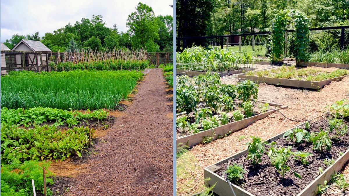 How to Transition Summer Gardens Into Winter Harvests