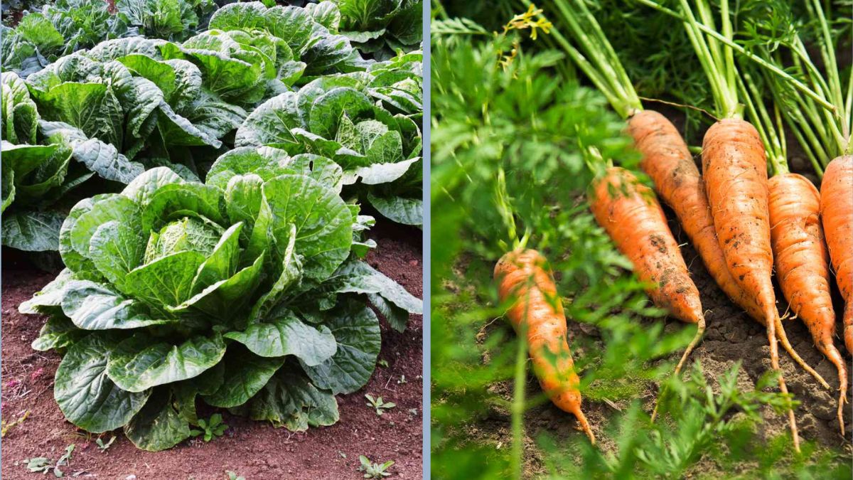 7 Vegetables That Survive Harsh Winters