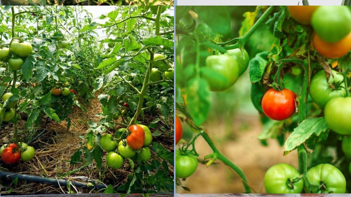 How to Fix Yellow Leaves on Vegetable Plants