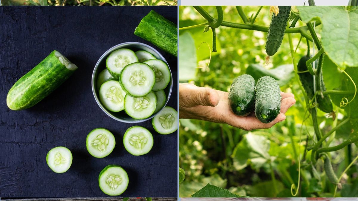 Why Your Cucumbers Are Bitter—and How to Prevent It