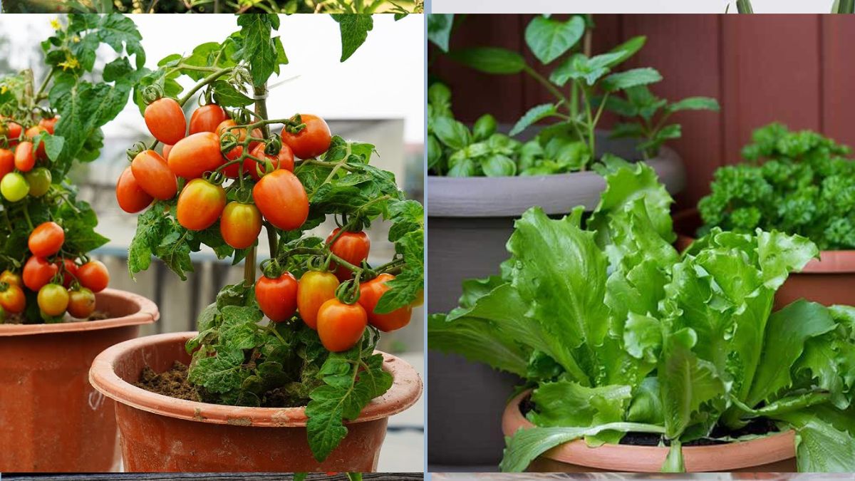 How to Save Overwatered Vegetables in Pots