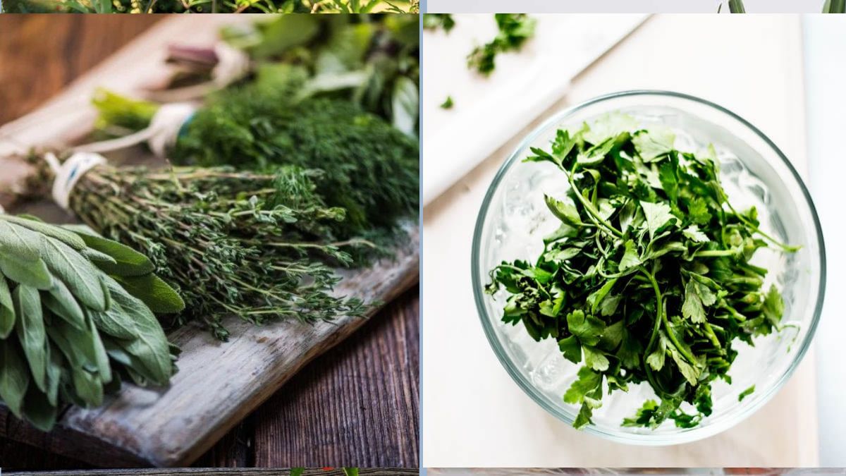 How to Revive Drooping Herbs Quickly