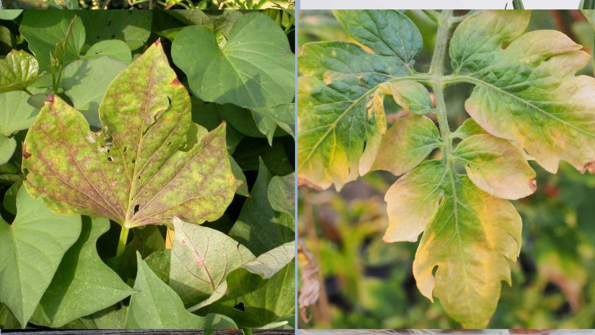 How to Spot Nutrient Deficiencies in Vegetables