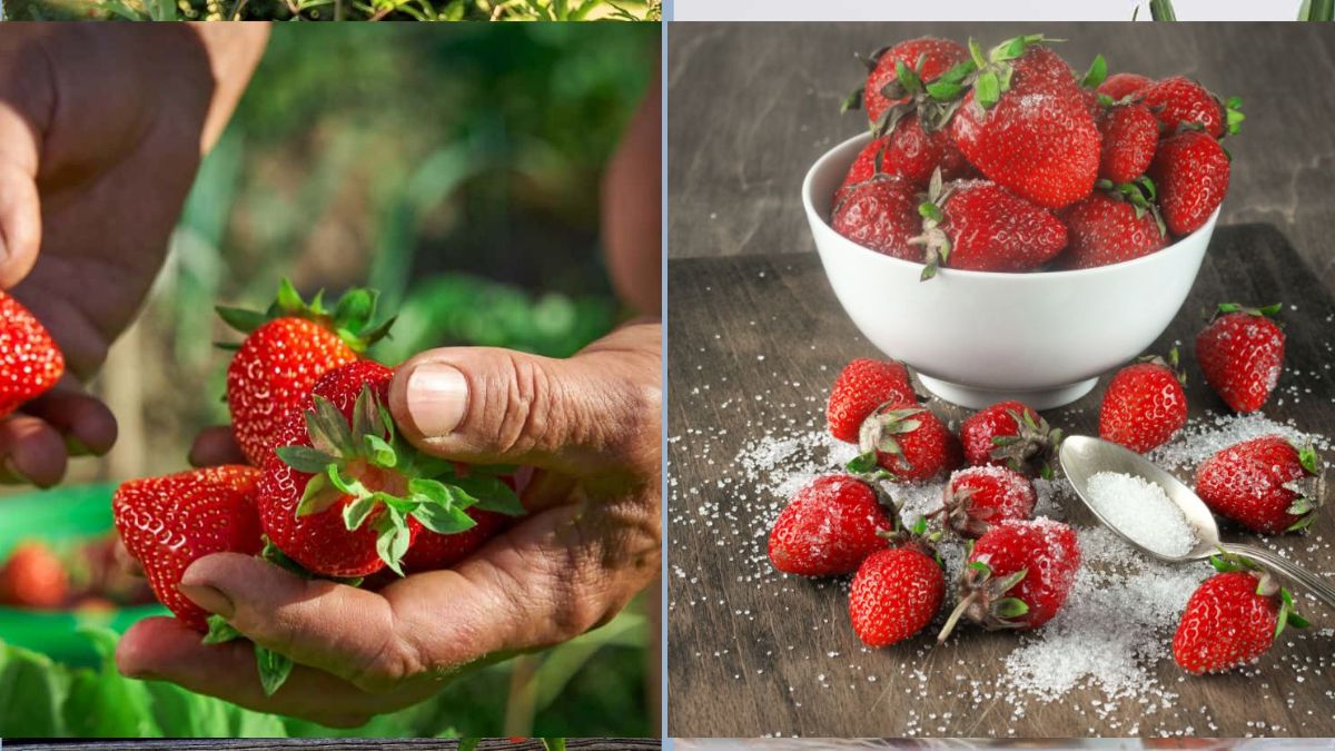 Why Your Strawberries Aren’t Sweet Enough