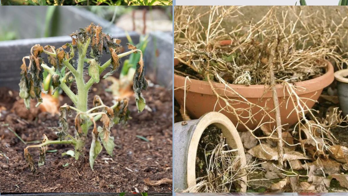 How to Rescue Plants Damaged by Heat Stress