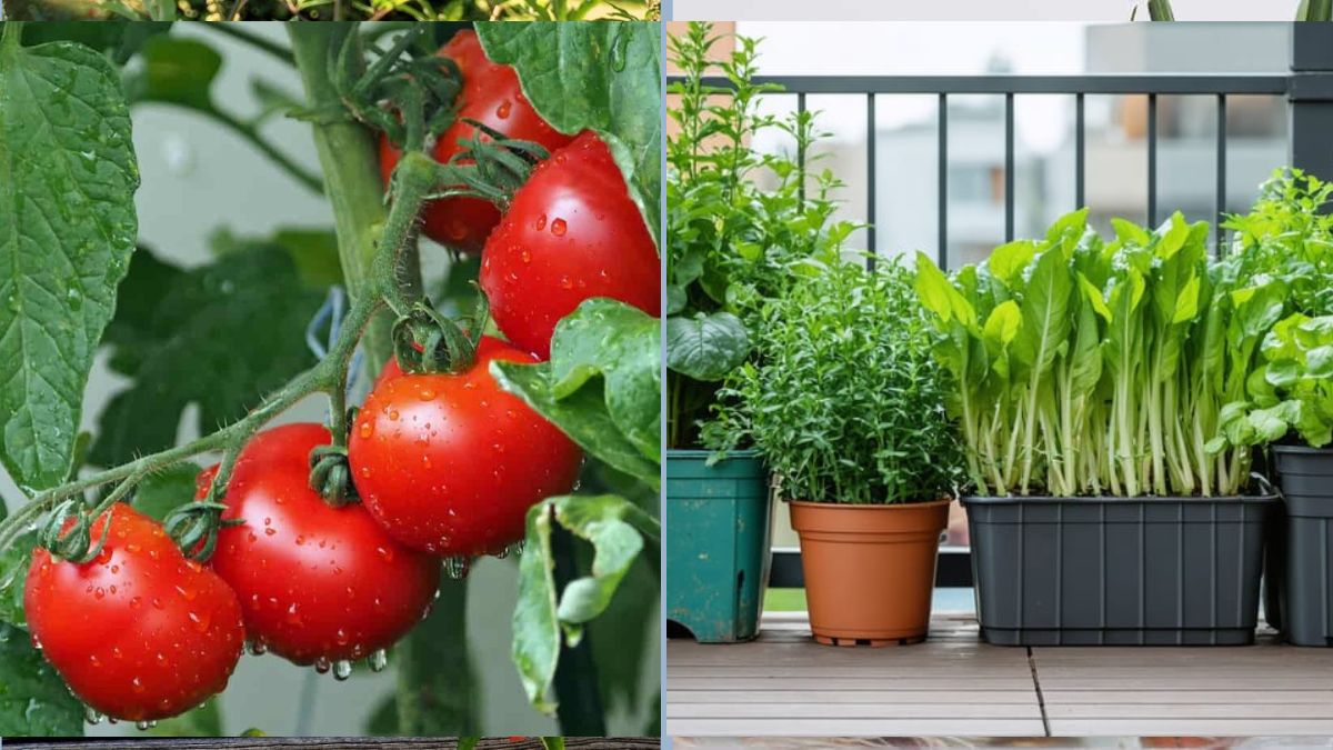 How to Keep Vegetables Healthy After Heavy Rains
