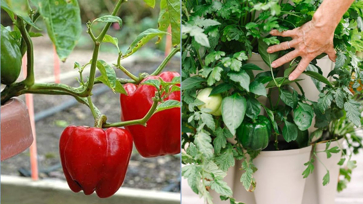How to Grow Bell Peppers in Limited Spaces