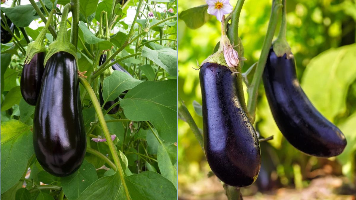 Indoor Eggplants That Produce Abundant Fruit