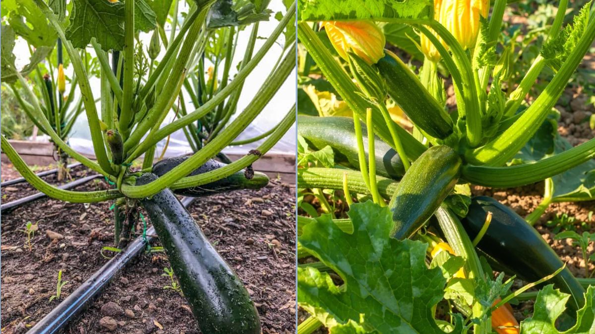 Zucchini Growing Hacks for Tiny Gardens