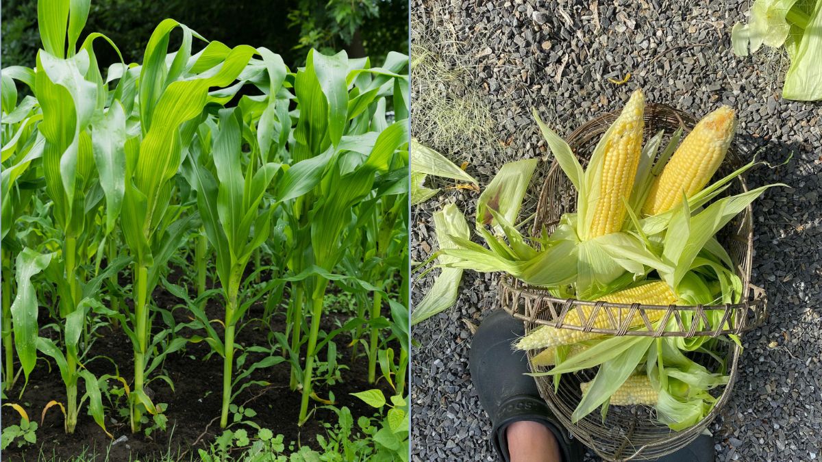 How to Grow Sweet Corn in a Small Garden Bed