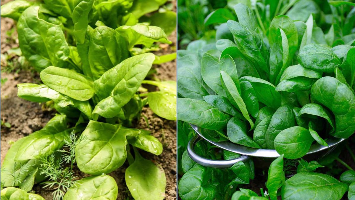 Spinach That Grows Fast for Immediate Harvest
