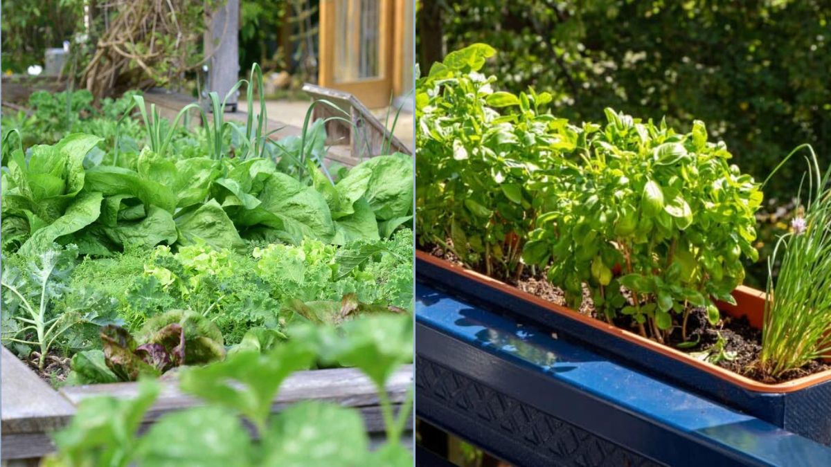 Growing Herbs Alongside Your Veggies