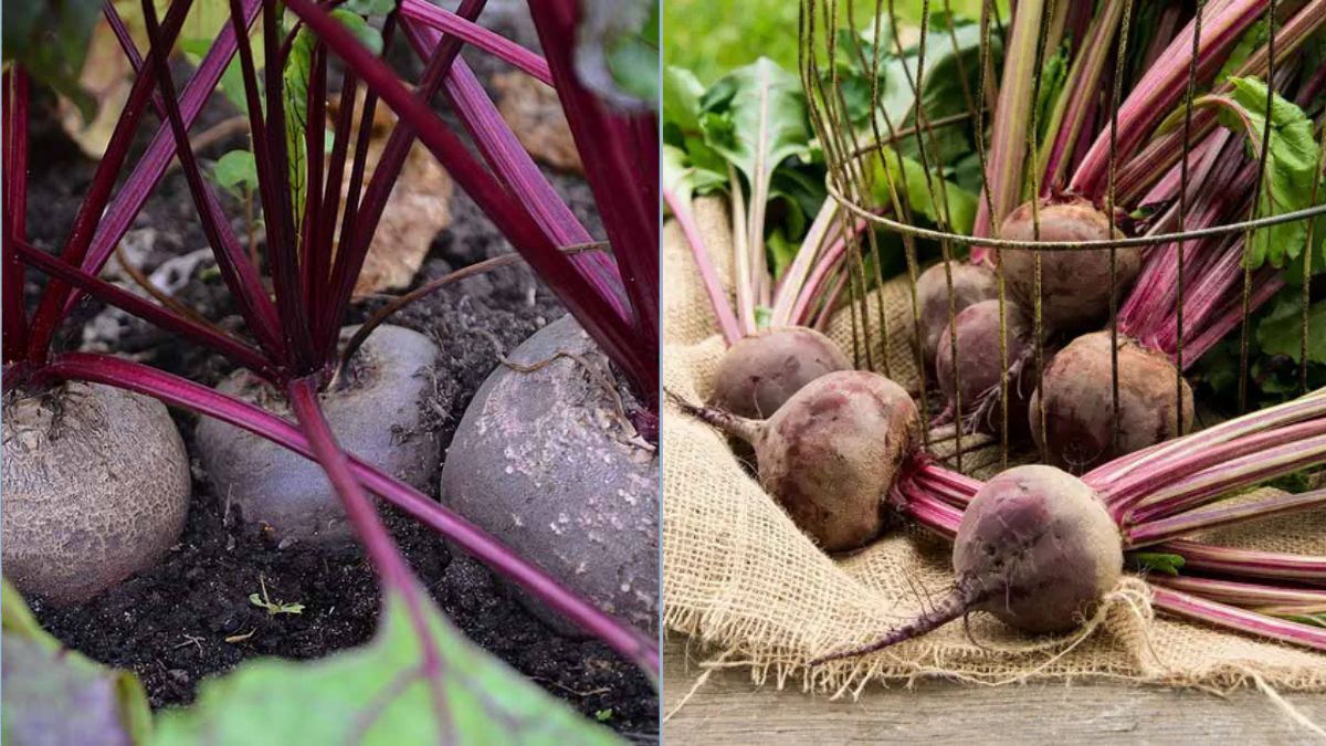How to Plant Beets in a Small Indoor Container