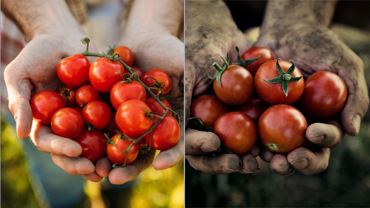 How to Know When Your Tomatoes Are Ready to Pick