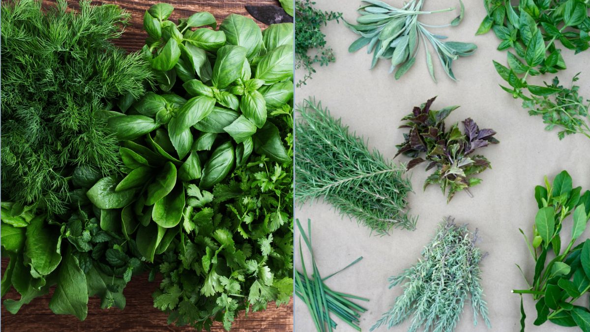 5 Easy Ways to Keep Herbs Fresh Longer