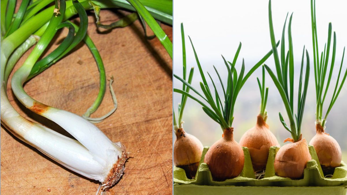 How to Keep Onions Sprout-Free for Months