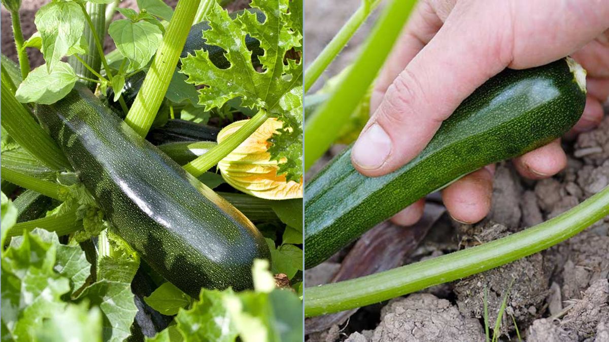 Picking Zucchini at the Perfect Size Every Time