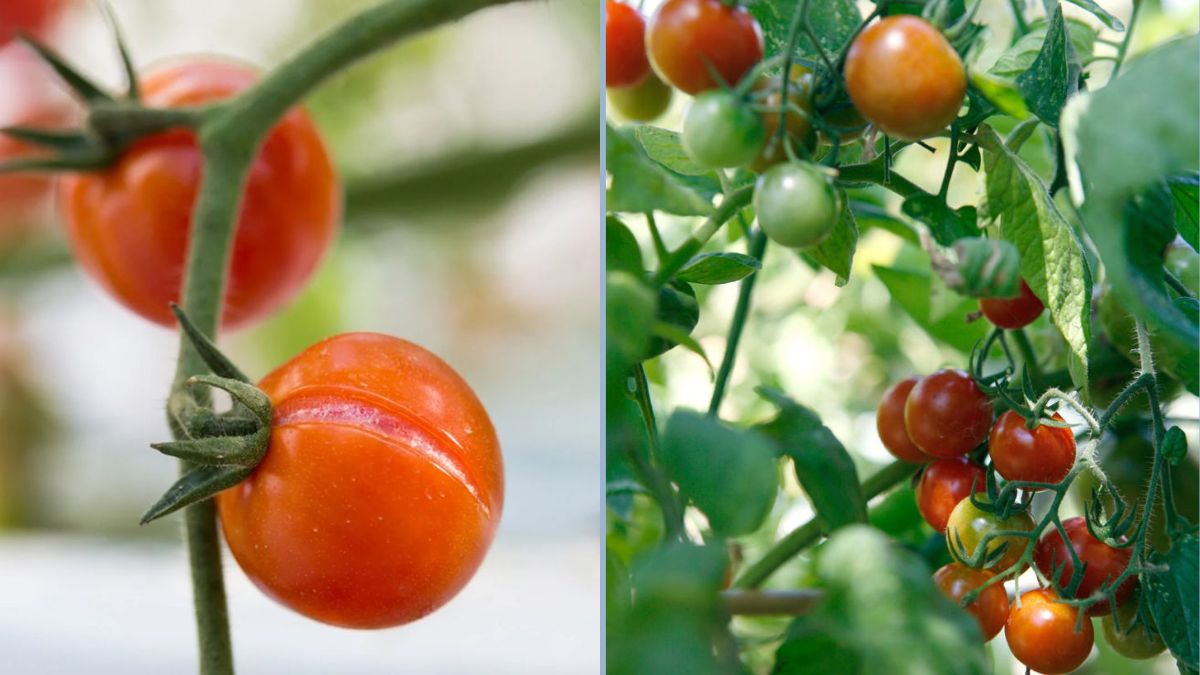Growing Tomatoes From Kitchen Scraps