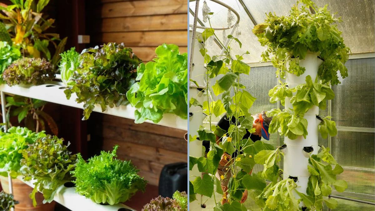 Indoor Gardening Without Soil