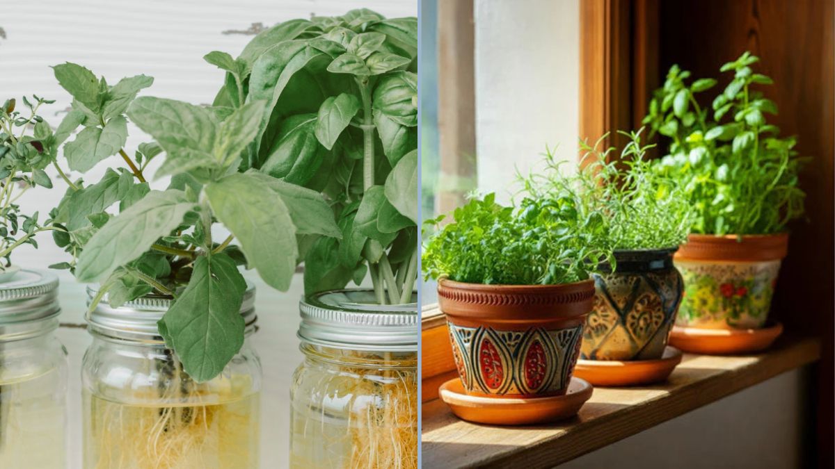 Easy Herbs for Your Windowsill