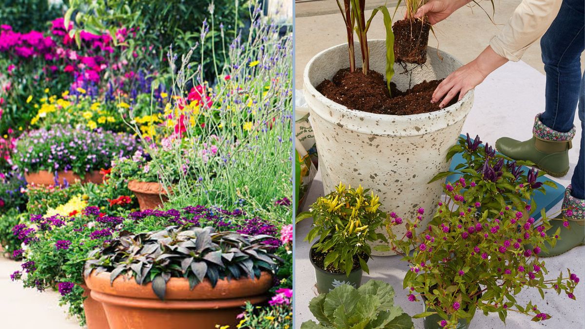 Container Gardening for Busy People