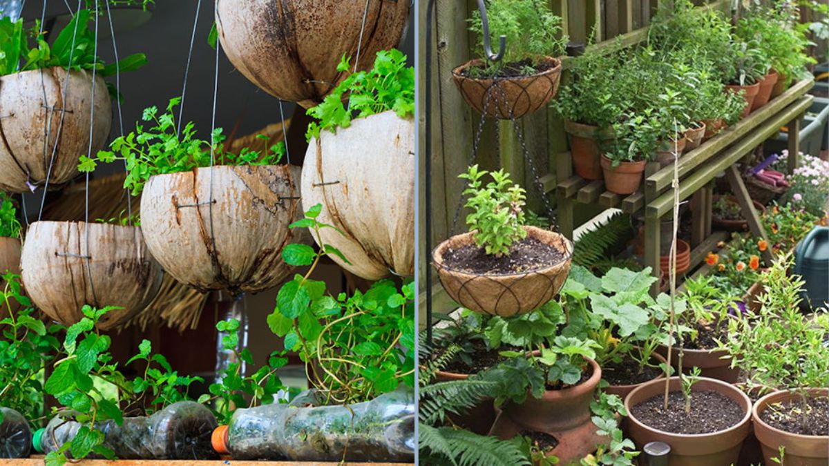 Quick-Growing Vegetables for Indoor Spaces