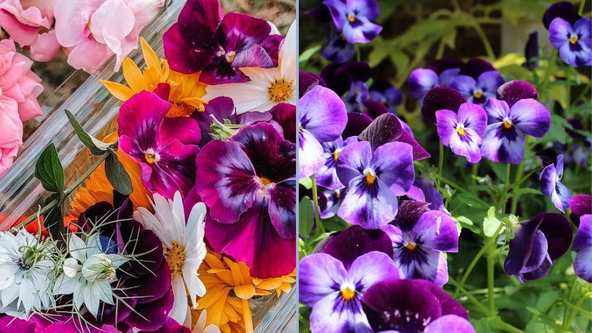 Growing Edible Flowers at Home