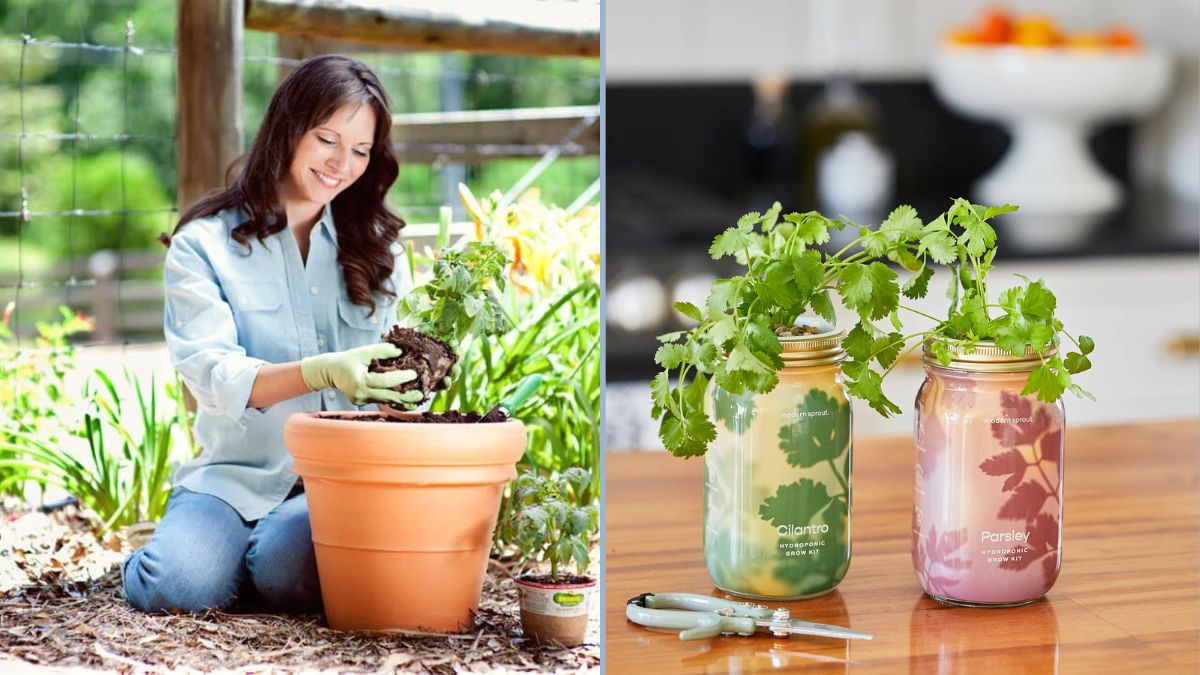 Compact Gardening in Jars