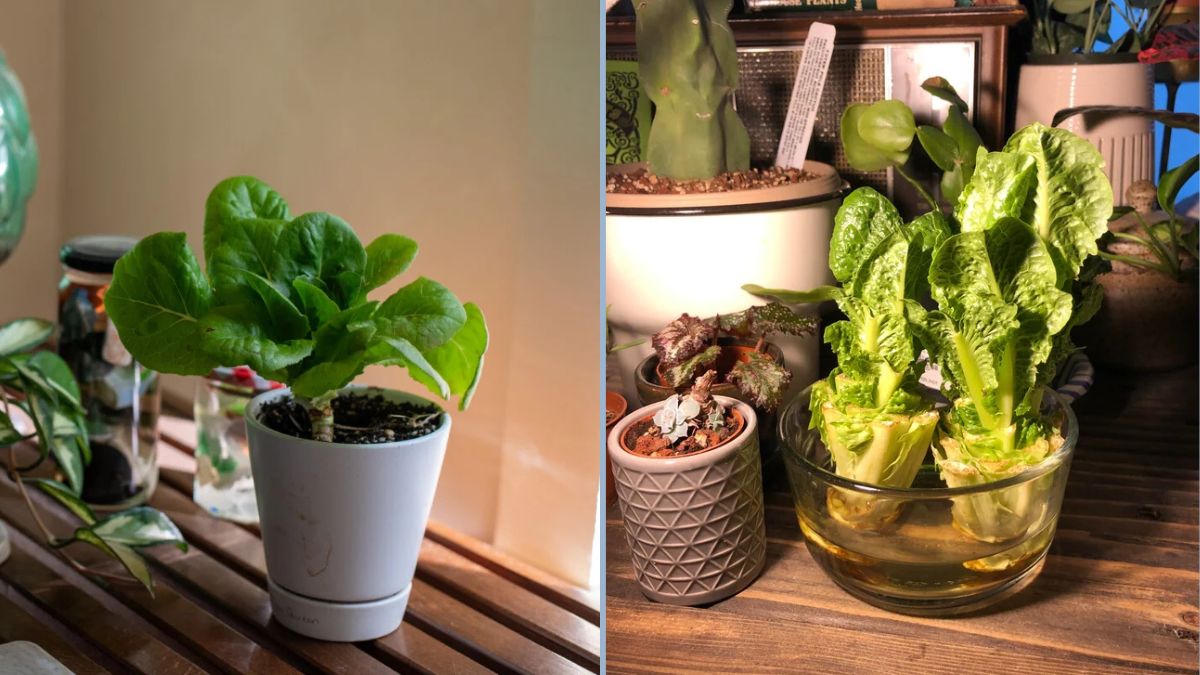 Indoor Salad Garden Tips