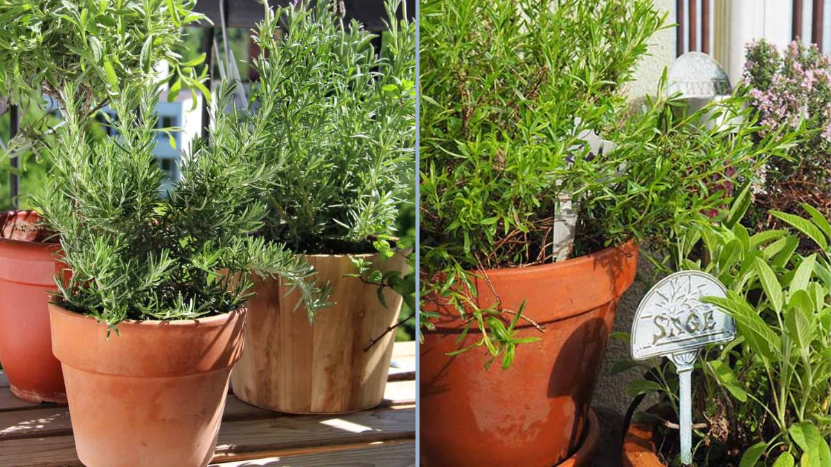 How to Grow Fresh Herbs for Daily Cooking