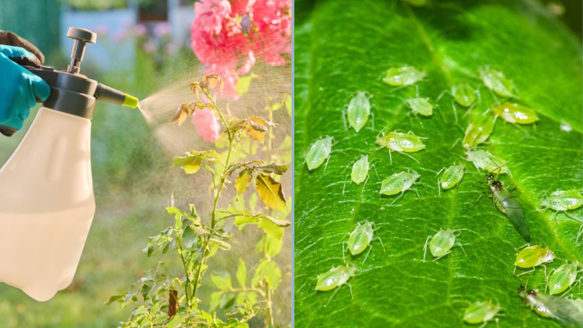How to Keep Aphids Off Your Herbs