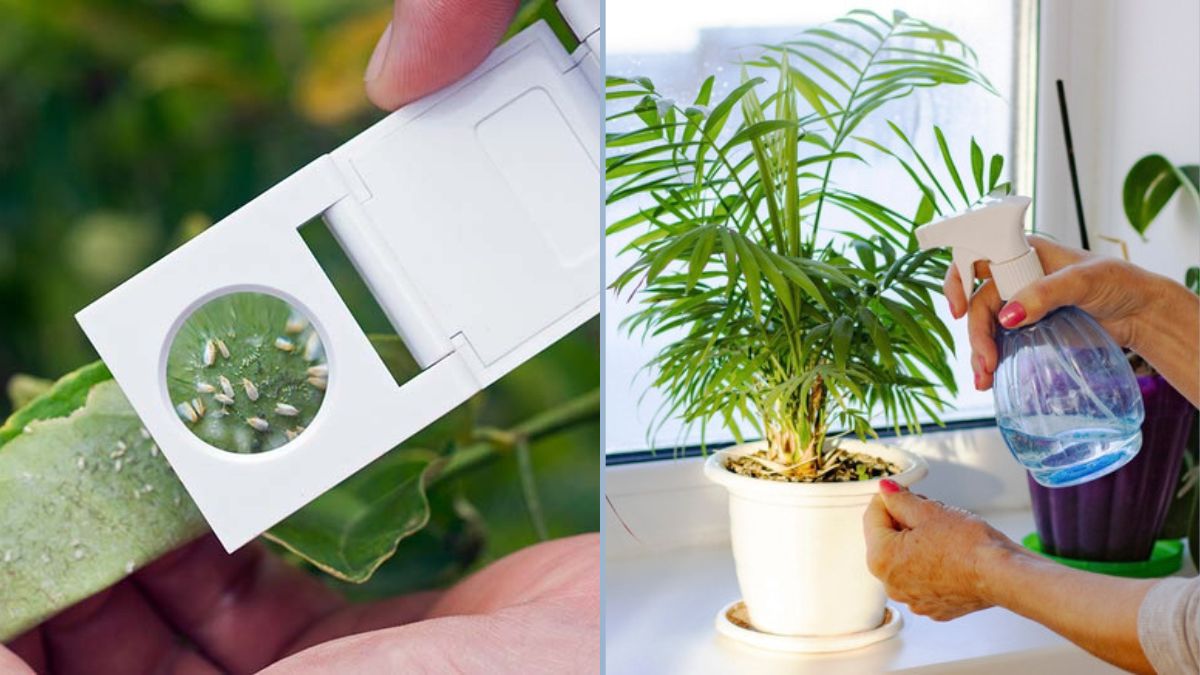 Safe Ways to Control Whiteflies Indoors