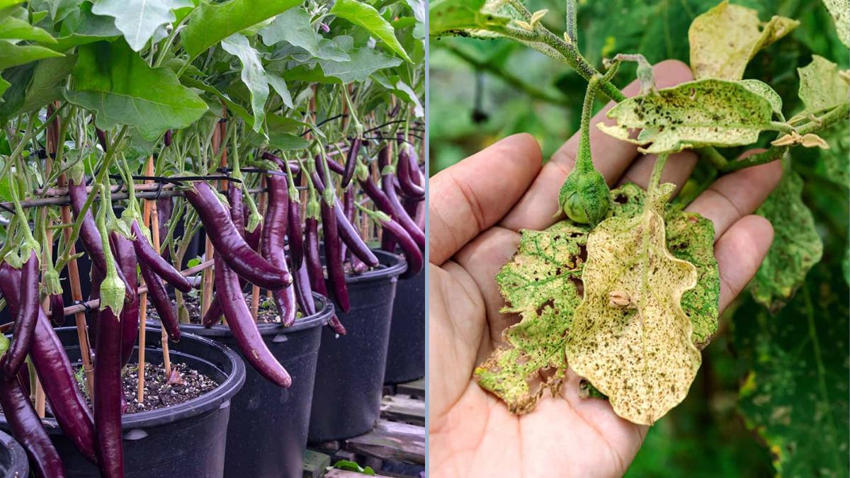 Protecting Eggplants From Garden Bugs