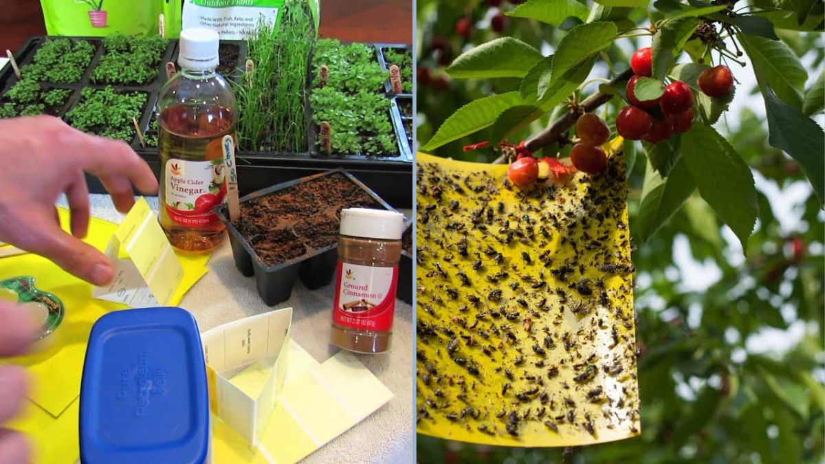 DIY Insect Traps for Healthy Vegetables