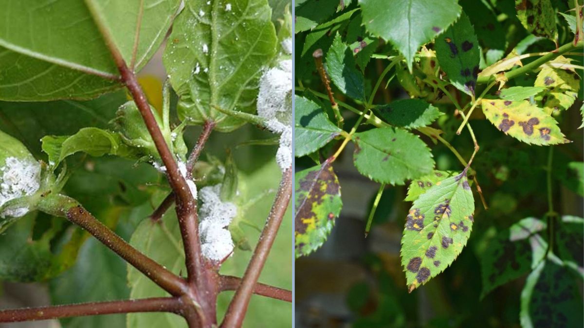 Signs of Fungal Disease in Indoor Plants