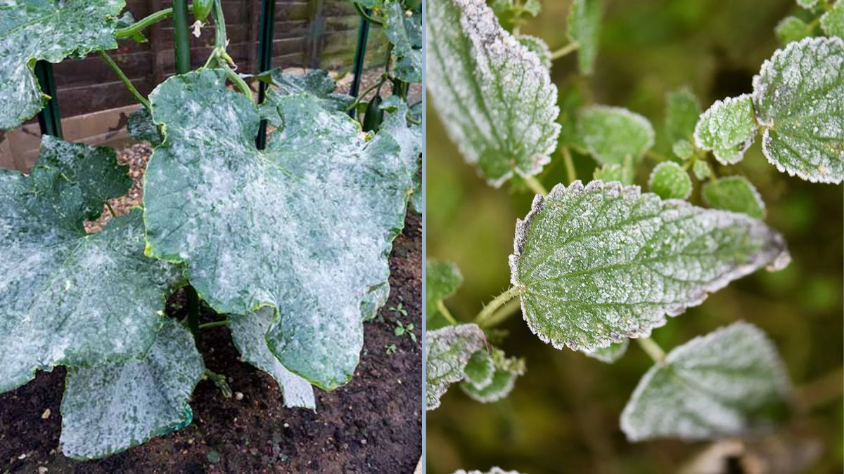 How to Treat Powdery Mildew Naturally