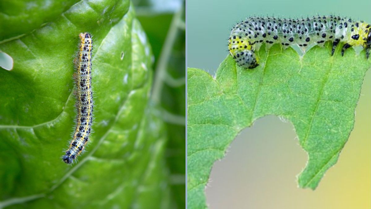 Preventing Caterpillars From Eating Leaves