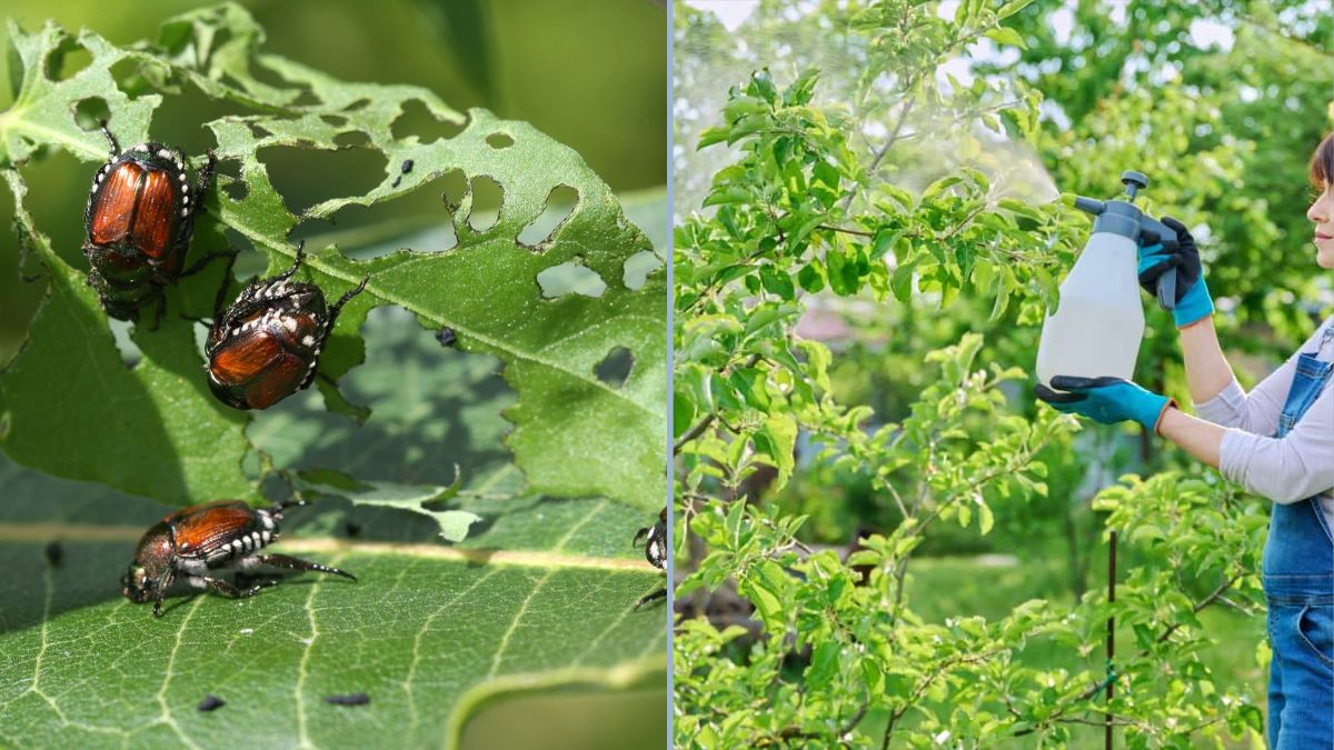 Homemade Solutions for Common Garden Pests