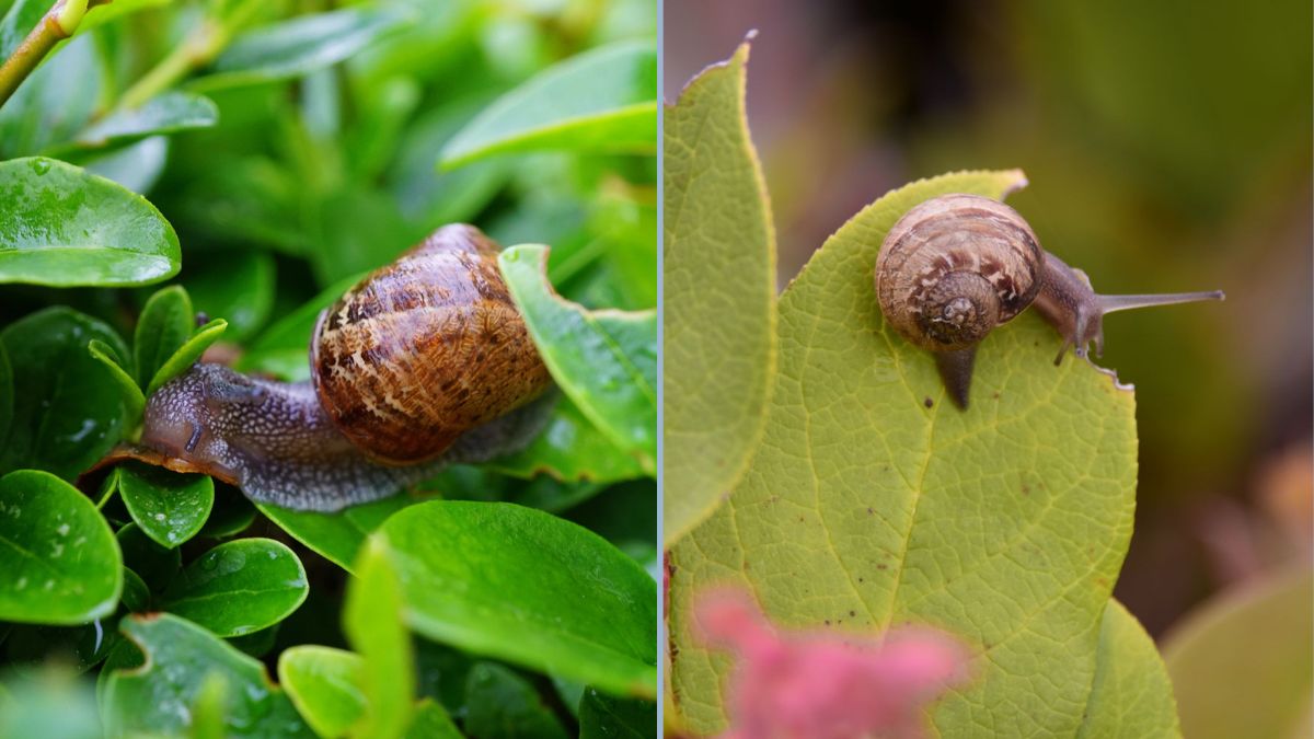 Keeping Snails Away From Young Seedlings