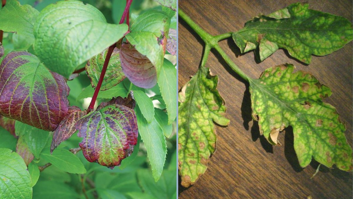 How to Identify Nutrient Deficiencies in Vegetables