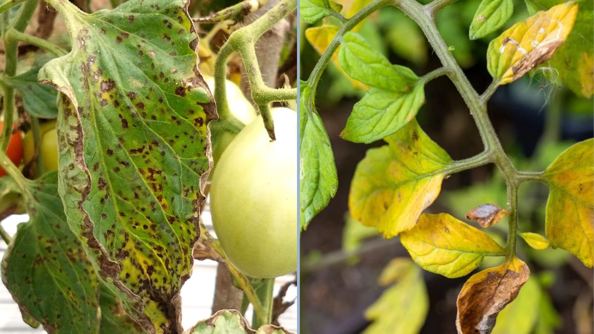 Preventing Leaf Spot in Container Tomatoes
