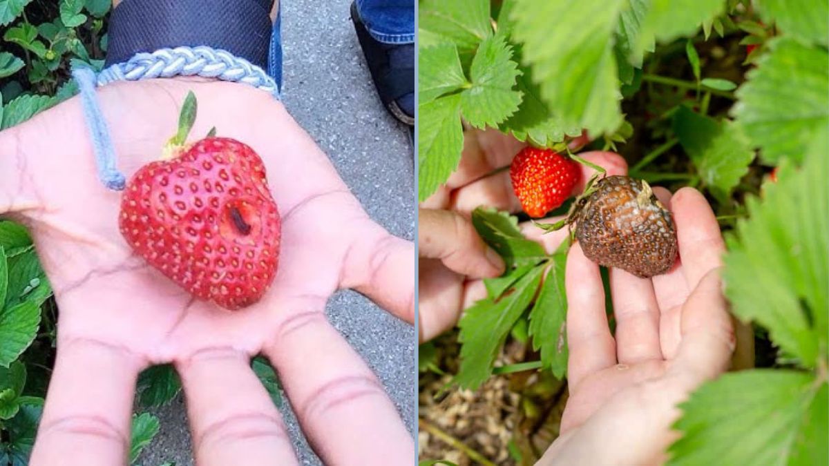 Natural Ways to Protect Fruits From Insects