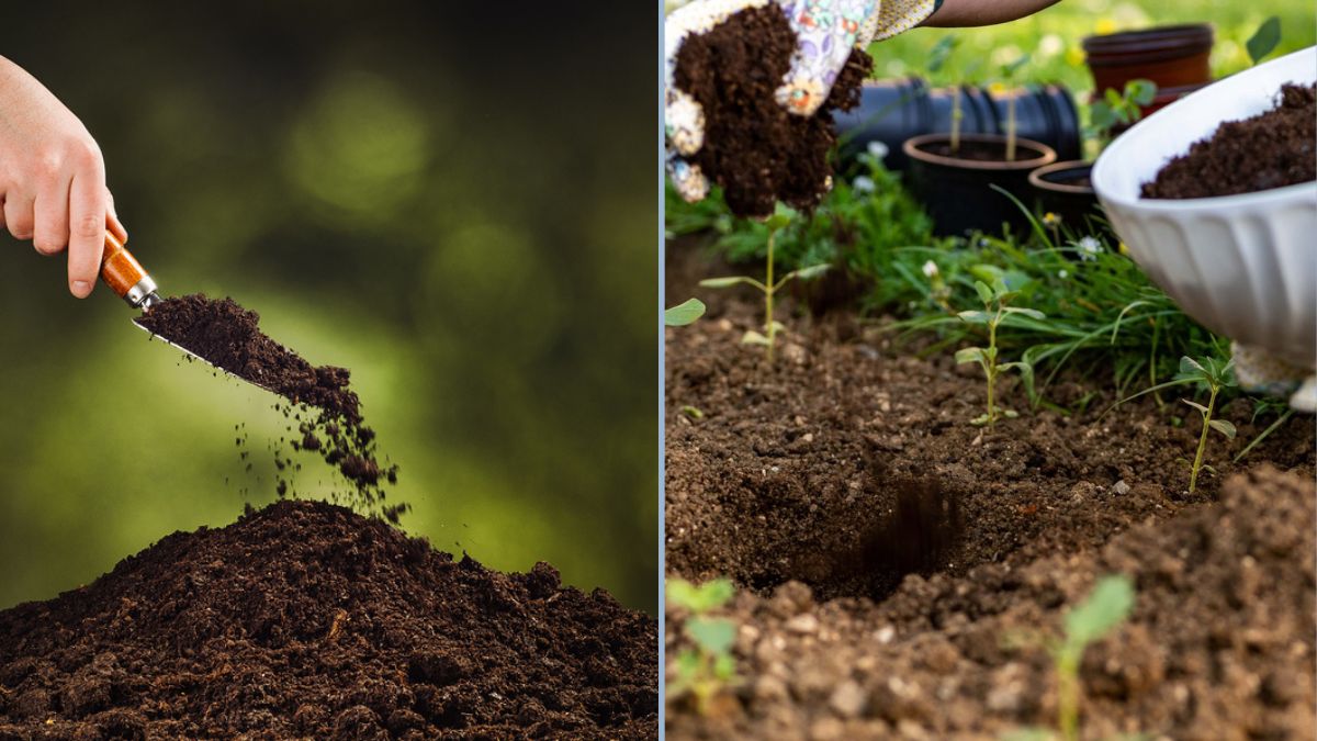 Managing Soil Pests Without Chemicals