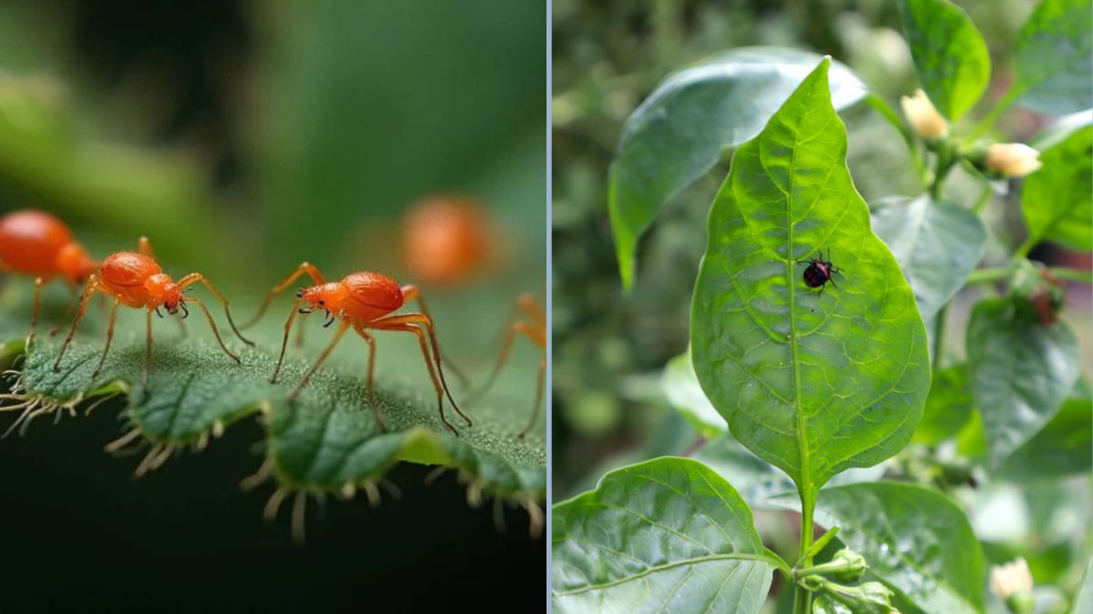 How to Rescue Plants From Insect Damage